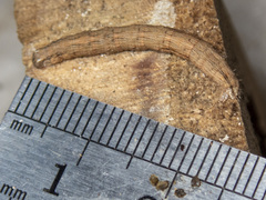 Euphronarcha luxaria