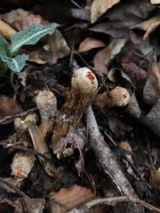 Calostoma ravenelii ravenelii