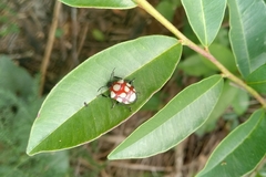 Stiretrus decemguttatus