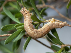 Euphronarcha luxaria