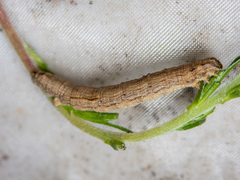 Euphronarcha luxaria