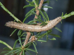 Euphronarcha luxaria