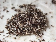 Euphronarcha luxaria