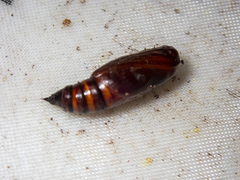 Euphronarcha luxaria