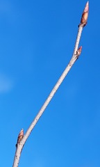 Amelanchier × intermedia