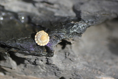 Bembicium