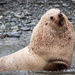 Antarctic Fur Seal - Photo (c) aeb95f, some rights reserved (CC BY-NC)