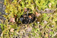 Phosphuga atrata
