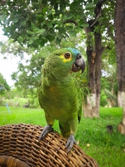 Amazona aestiva aestiva