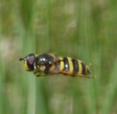 Megasyrphus erraticus