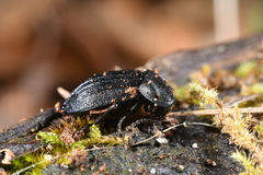 Phosphuga atrata