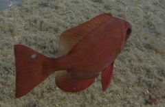 Priacanthus arenatus