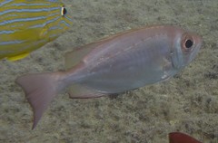 Priacanthus