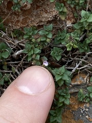 Micromeria microphylla