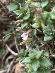 Micromeria microphylla