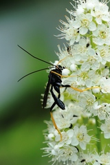 Exetastes suaveolens