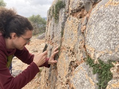 Micromeria microphylla