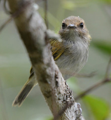 Poecilotriccus latirostris
