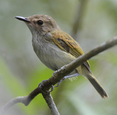 Poecilotriccus latirostris