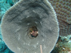 Stenopus scutellatus
