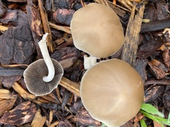 Psathyrella