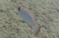 Priacanthus arenatus