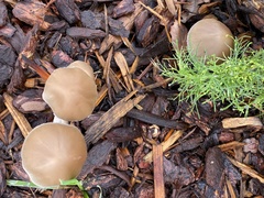Psathyrella