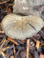 Psathyrella
