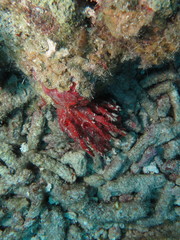 Monanchora arbuscula