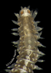 Odontosyllis maculata