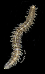 Odontosyllis maculata