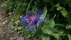 Centaurea nigrofimbria