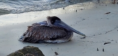 Pelecanus occidentalis