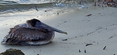 Pelecanus occidentalis