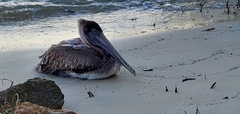 Pelecanus occidentalis