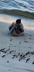 Pelecanus occidentalis