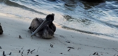 Pelecanus occidentalis