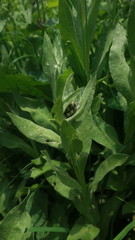 Centaurea nigrofimbria