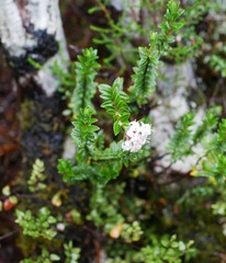 Pimelea buxifolia