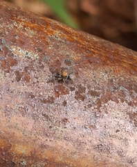 Maeota dichrura