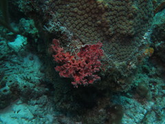 Monanchora arbuscula