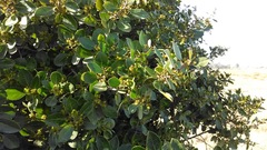 Rhamnus alaternus