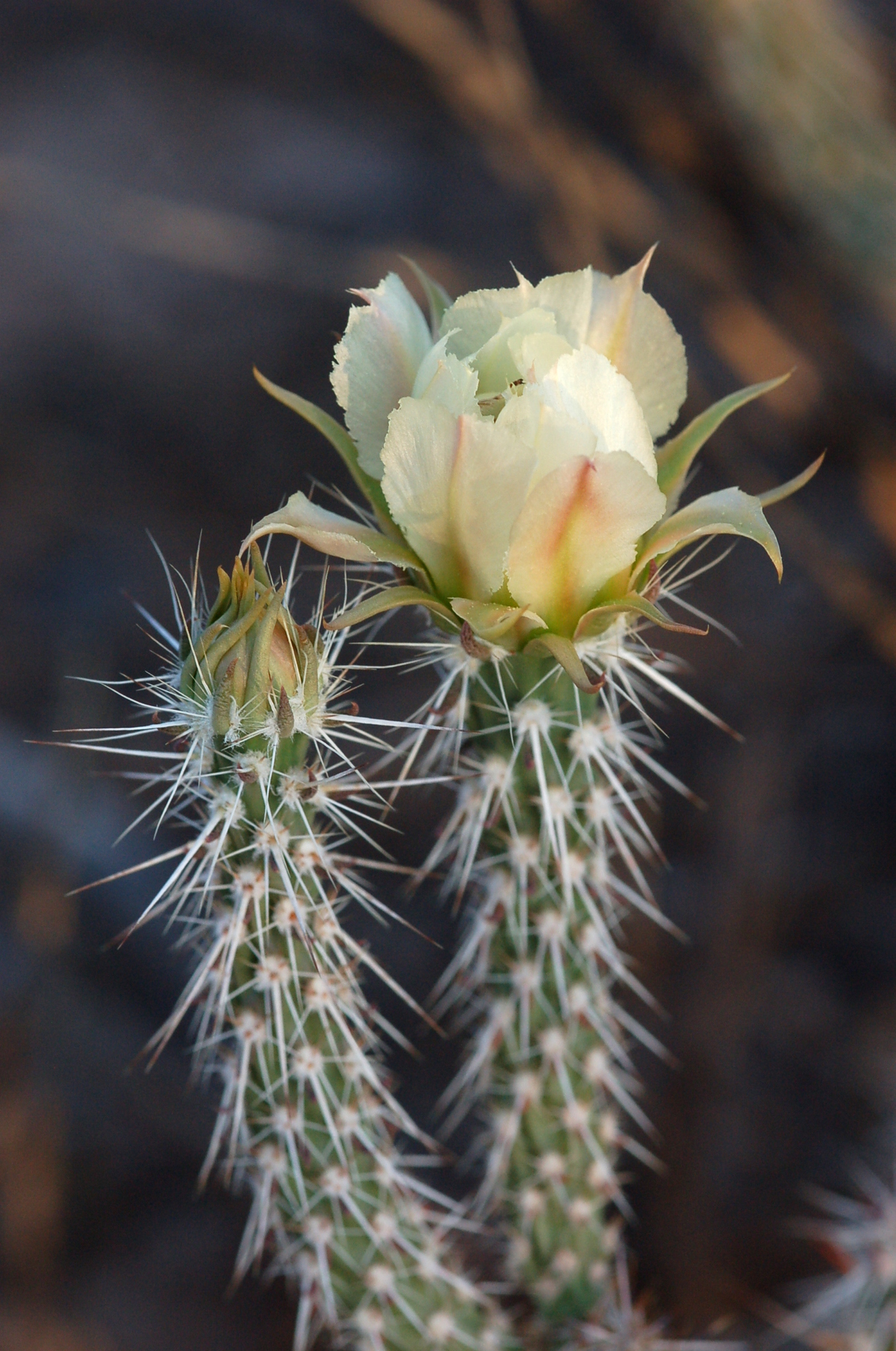 Corynopuntia marenae