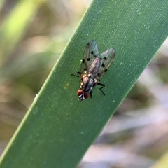 Anthomyia punctipennis