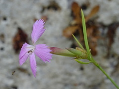 Dianthus rupicola