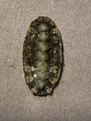 Acanthochitona viridis