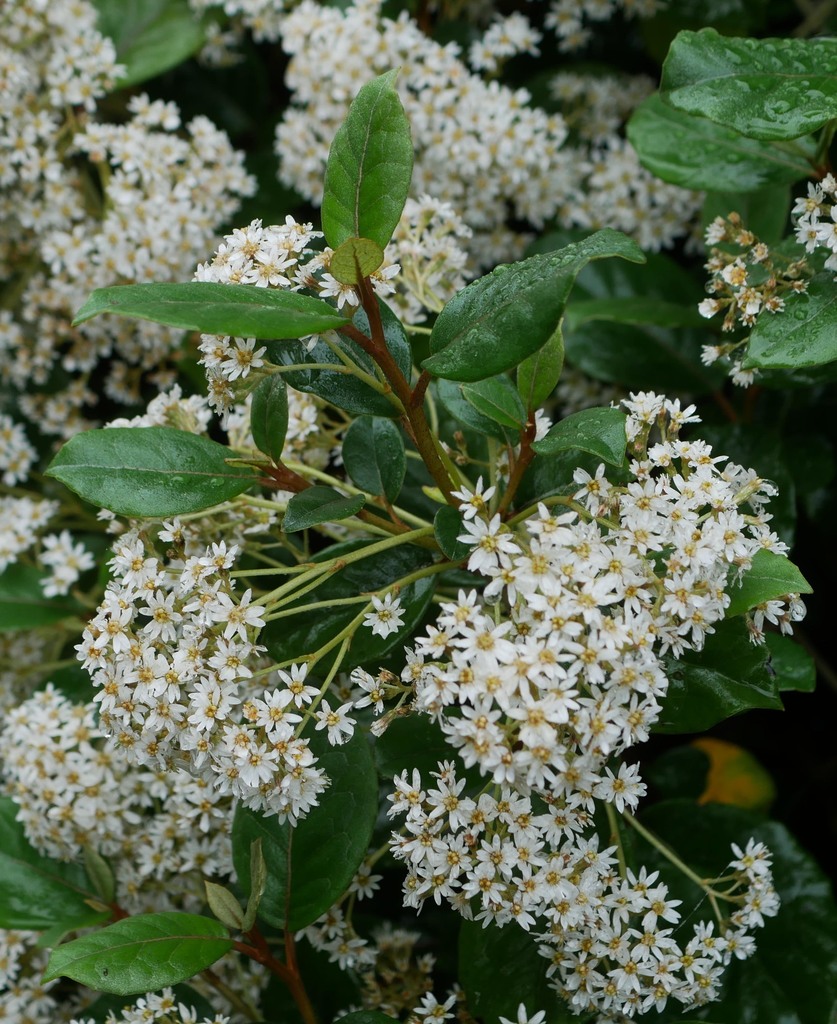 Olearia cheesemanii