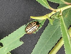 Chrysomela confluens