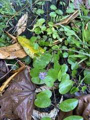 Grona heterocarpos ovalifolia