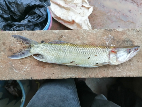 African pike (Hepsetus odoe) — Hepsetidae